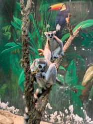 -Zoolung Zoolung动物主题公园(海信广场店)