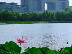 -莲花池公园