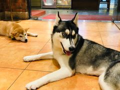 -more than meow吴止猫主题餐厅(承德 中船汇店)