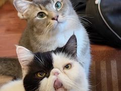 -MOCHA明星猫咖(田子坊店)