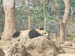 -都江堰中华大熊猫苑