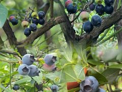 -金谷域澳洲庄园