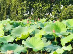 -西湖外事游船(花港观鱼码头)