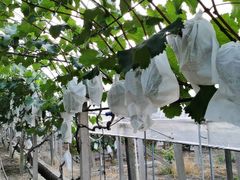 -美家乐农庄·露营·团建(大治路店)