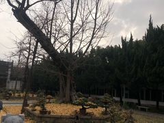 -苏州文庙(姑苏区)
