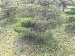 -钱小奴创意自助餐厅·山野黑猪肉畅吃(苏州昆山招商花园城店)