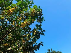 -邢家锅贴老店·非遗·开封菜(金明广场店)