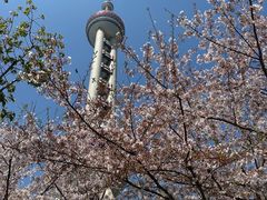 -陆家嘴中心绿地