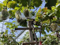 -马陆小张葡萄园农家乐