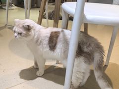 -藏猫猫咖啡主题馆(中央大道店)