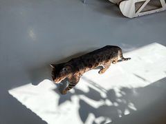 -豆逗聊愈猫阁Easy Life