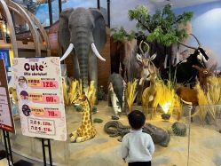 -卡通尼·Safari非洲探索乐园·生日会(金桥国际商业广场店)