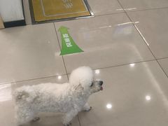 -艾贝尔宠物医院 ·中兽医·宠保定点(北门桥店)