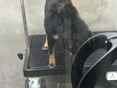 -PETKIT小佩宠物·低压洗护(国顺东路店)