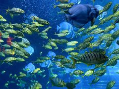 -太平洋海底世界