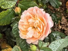 -人民公园(罗湖区)