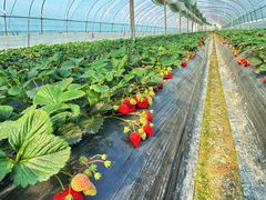 -尚田草莓姑娘白草莓采摘基地