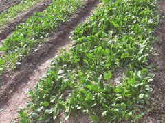 -前小桔亲子创意农场·草莓采摘·露营烧烤