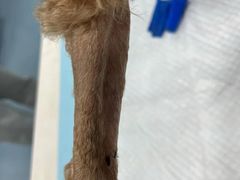 -美美宠物诊疗中心·异宠·骨科(滨江东信分院)