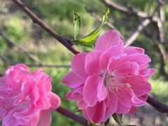 -南汇桃花村