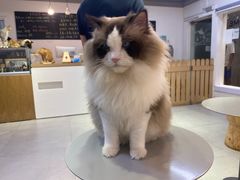 -Heymao猫咖.咖啡厅(东门店)
