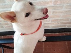 -柴犬高等学院·狗咖·柴犬售卖·宠物训练