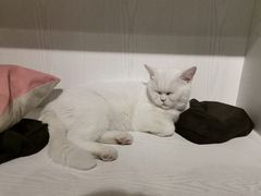 景观位-猫小院猫主题餐厅(三里屯店)