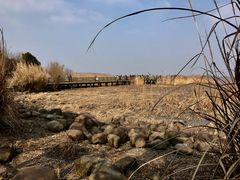 -吴淞炮台湾湿地森林公园烧烤区
