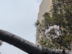 -高东镇樱花园