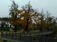 -千年银杏谷文化旅游区