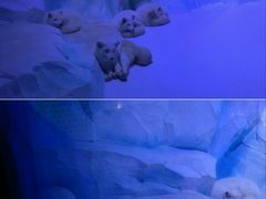 -海合安成都极地海洋公园