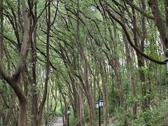 -苏州上方山国家森林公园