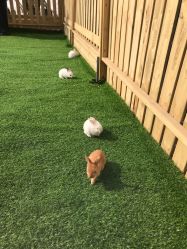 -萌宠亲子动物乐园(槐房万达店)