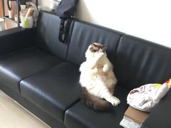 -Bastet sally猫舍购宠(静安店)