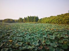 -艾溪湖湿地公园