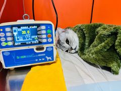 -瑞派福兴宠物医院犬猫全科·骨科·中西医结合(河东店)