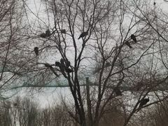 -淇河国家湿地公园