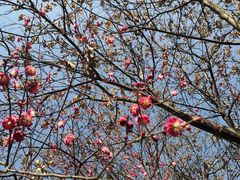 -石葵(锦业时代店)