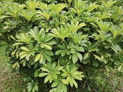 -云溪植物园