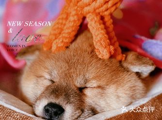天津购宠｜正规柴犬犬舍•买柴犬就来名将犬舍不会错