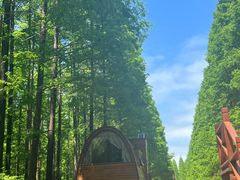 -黄海国家森林公园