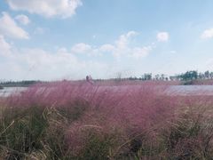 -春花秋色城市公园