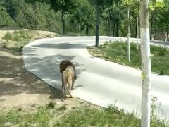 -栾川竹海野生动物园