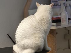 -琪喵猫屋·撸猫猫咖·猫舍