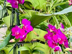 -国家植物园南园