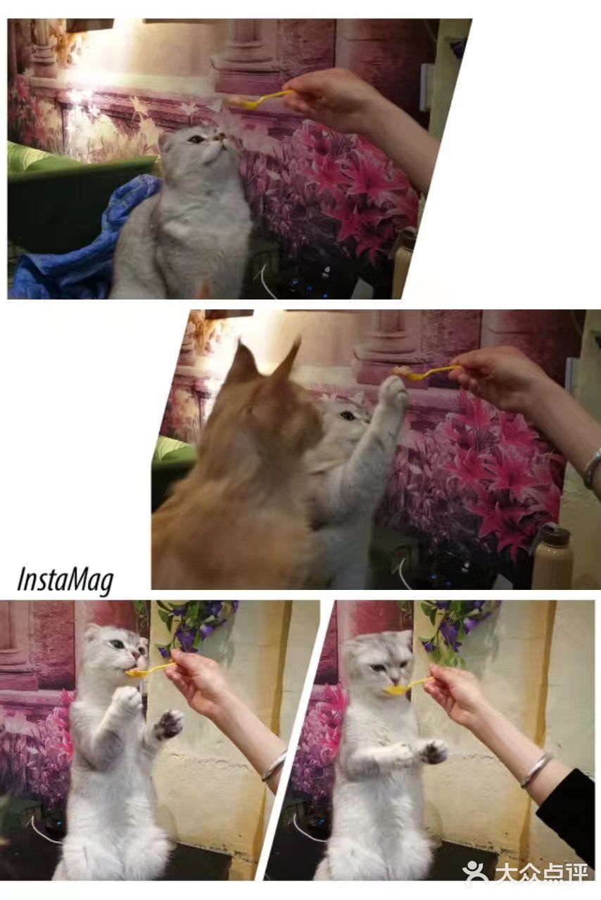 是一家以猫为主题的网红餐厅