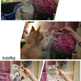 是一家以猫为主题的网红餐厅