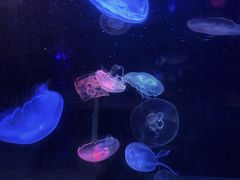 -锦艺城海洋馆