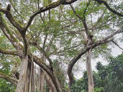 -瑞丽独树成林风景区