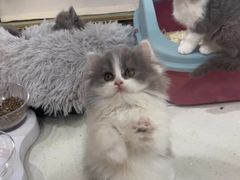 -糯米喵星人总部直营旗舰店·猫舍·幼猫出售